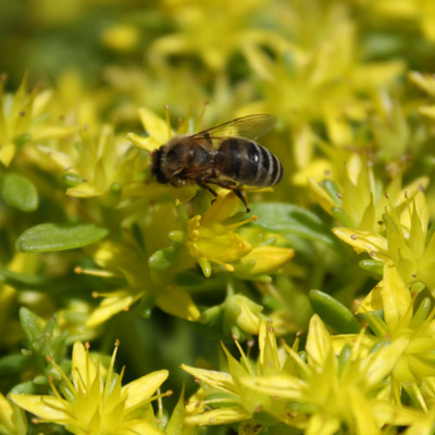 sadzonki sedum warszawa