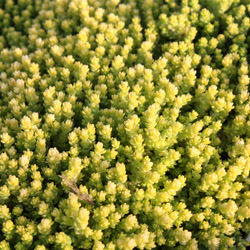 sedum acre<br>Yellow Queen