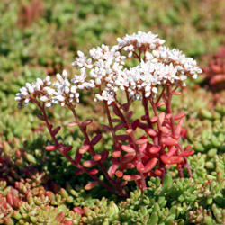 sedum album Coral Carpet - 