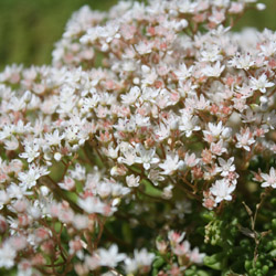 sedum album Coral Carpet - 