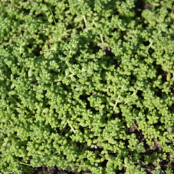 sedum album Micranthum Chloroticum