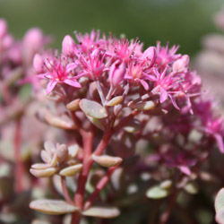 sedum cyaneum - 