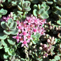 sedum cyaneum