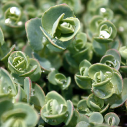 sedum ewersii - 