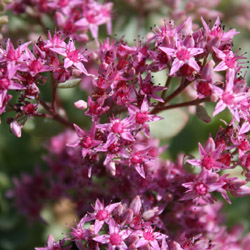 sedum ewersii - 