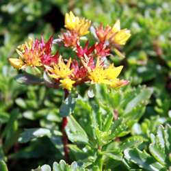 sedum floriferum Weihenstephaner Gold - 