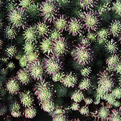 sedum forsterianum