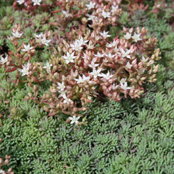 sedum hispanicum minus - 