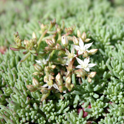 sedum hispanicum minus - 