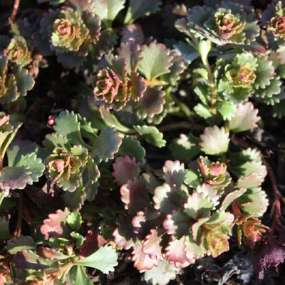 sedum hybridum Czar’s Gold - 