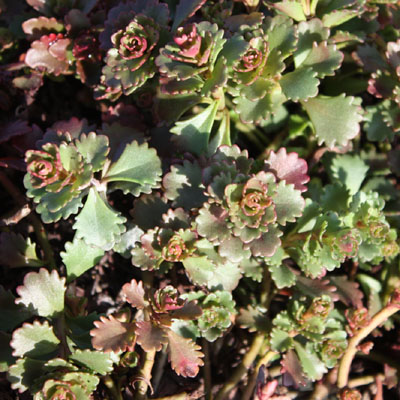 sedum hybridum<br>Czar’s Gold