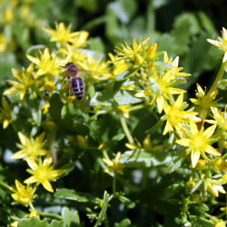 sedum hybridum Immergrunchen - 