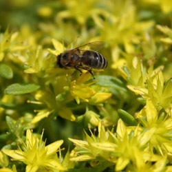 sedum hybridum Immergrunchen - 