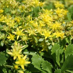 sedum hybridum<br>Immergrunchen