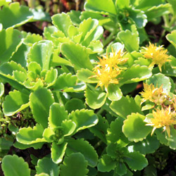 sedum kamtschaticum<br>Ellacombianum