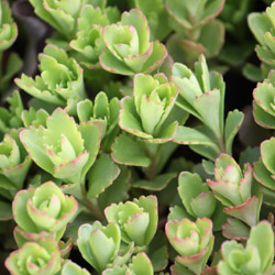 sedum kamtschaticum - 