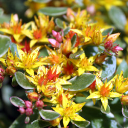 sedum kamtschaticum variegatum - 