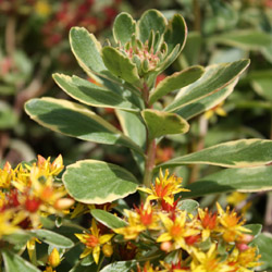 sedum kamtschaticum variegatum - 