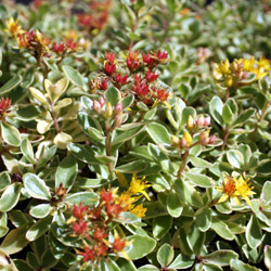 sedum kamtschaticum variegatum - 