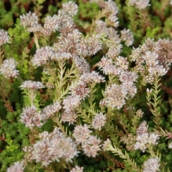 sedum lydium - 