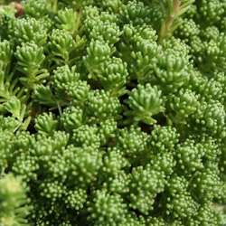 sedum lydium