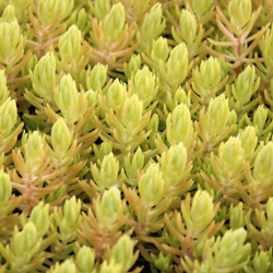 sedum reflexum Angelina - 