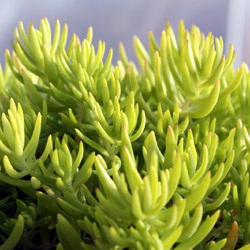 sedum reflexum<br>Angelina