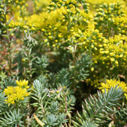 sedum reflexum Blue Spruce - 