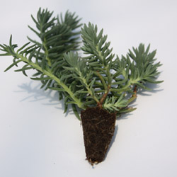 sedum reflexum Blue Spruce - 