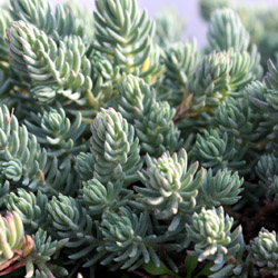 sedum reflexum Blue Spruce