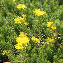 sedum reflexum Green Spruce - 