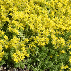 sedum sexangulare - 