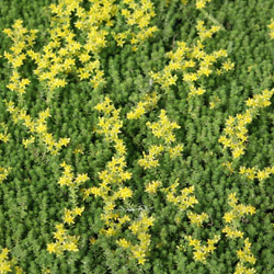 sedum sexangulare