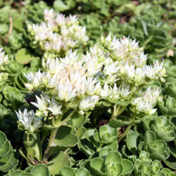 sedum spurium album Superbum - 