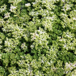 sedum spurium album Superbum - 