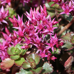 sedum spurium Fuldaglut - 