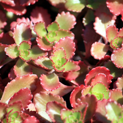 sedum spurium Fuldaglut - 