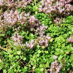 sedum spurium<br>roseum